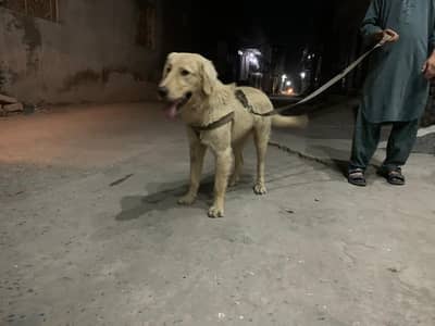 golden retireiver