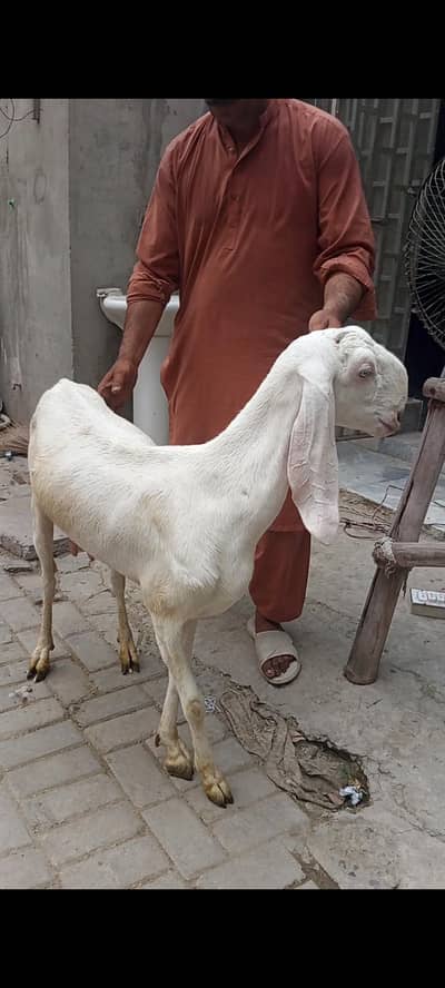 Two month cross Beetal Goat for sale