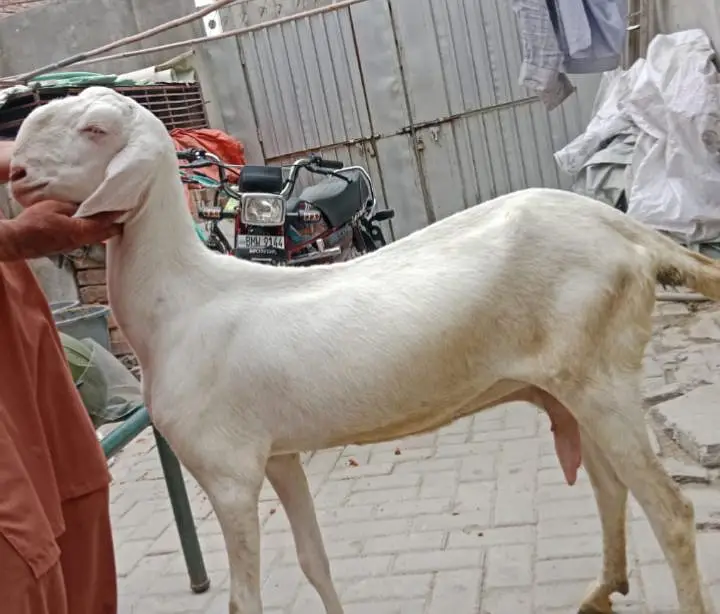 Two month cross Beetal Goat for sale — photo 2
