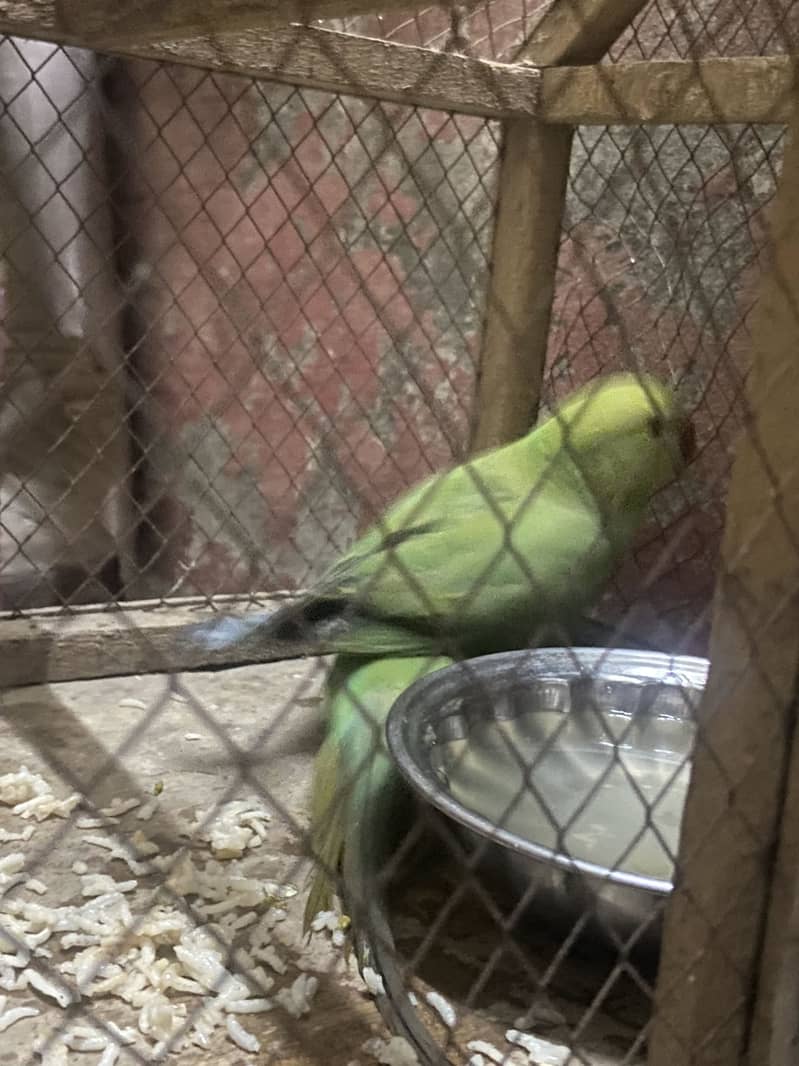 active 1