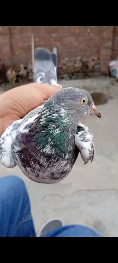 High Flyer Breedr bird