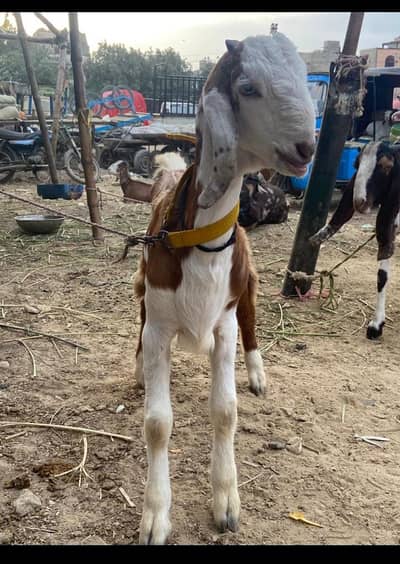 totapuri nasl bakra