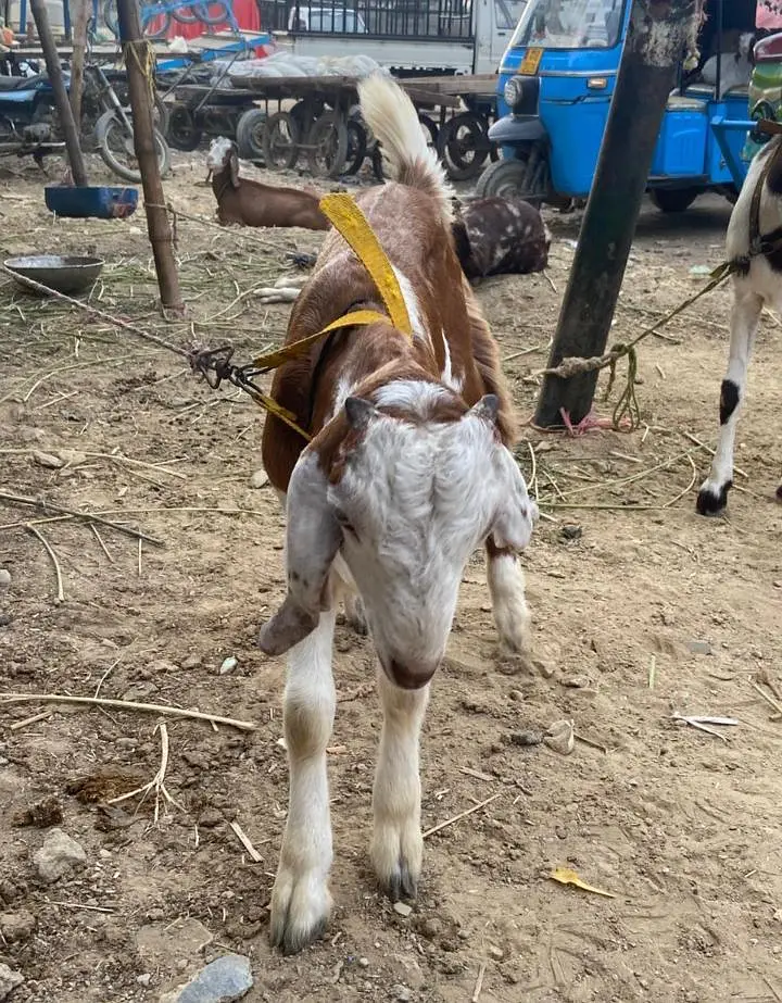 totapuri nasl bakra — photo 2