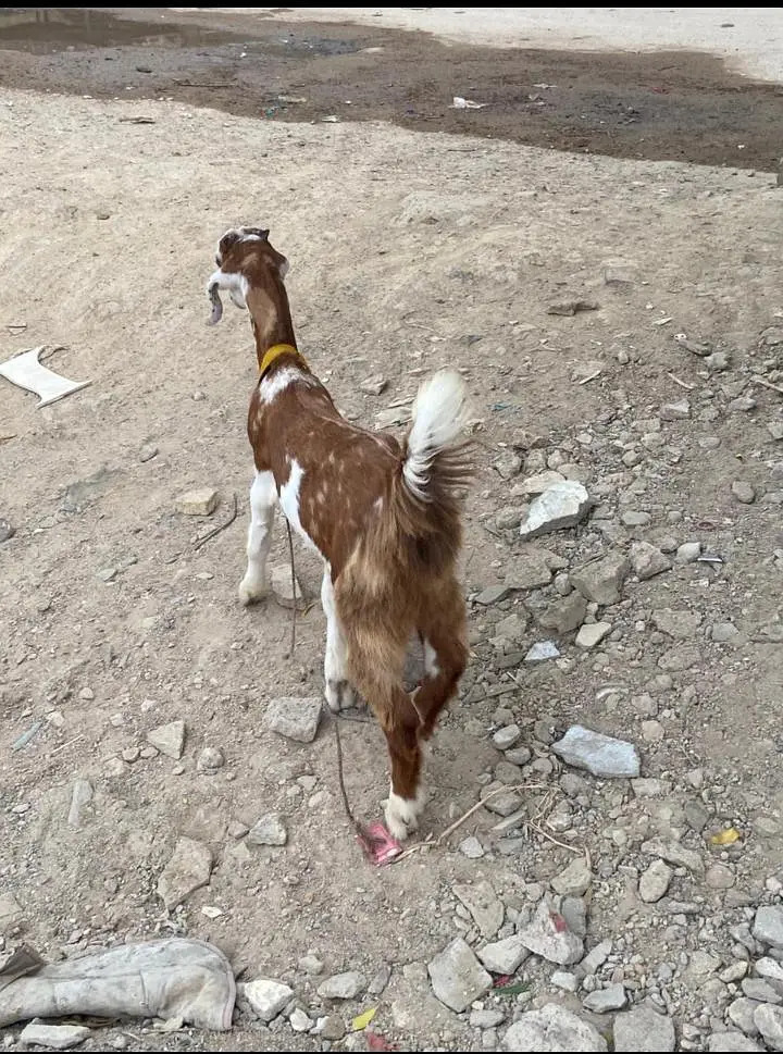 totapuri nasl bakra — photo 3