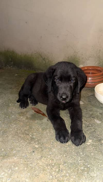 Labra dog