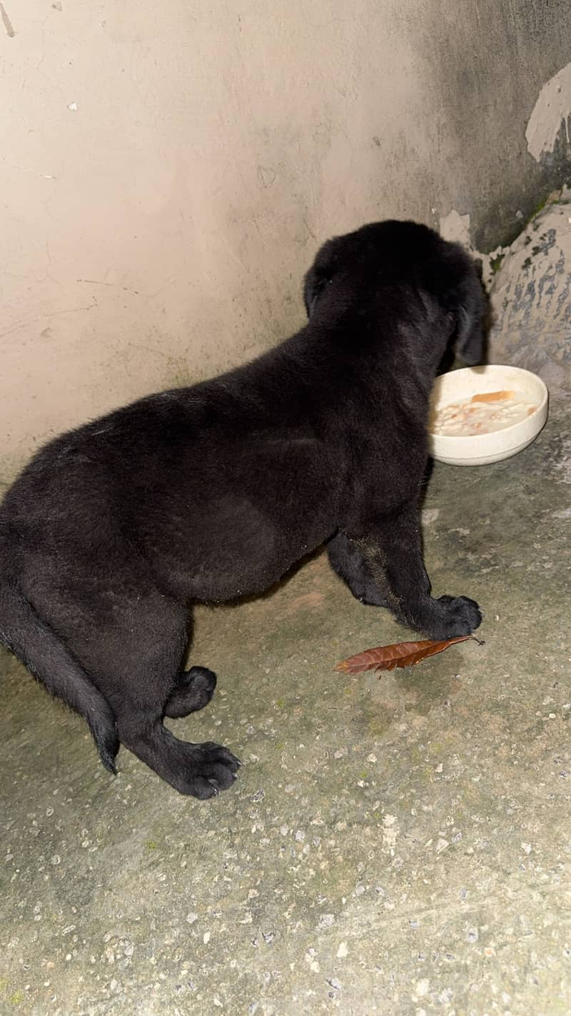 Labra dog 2