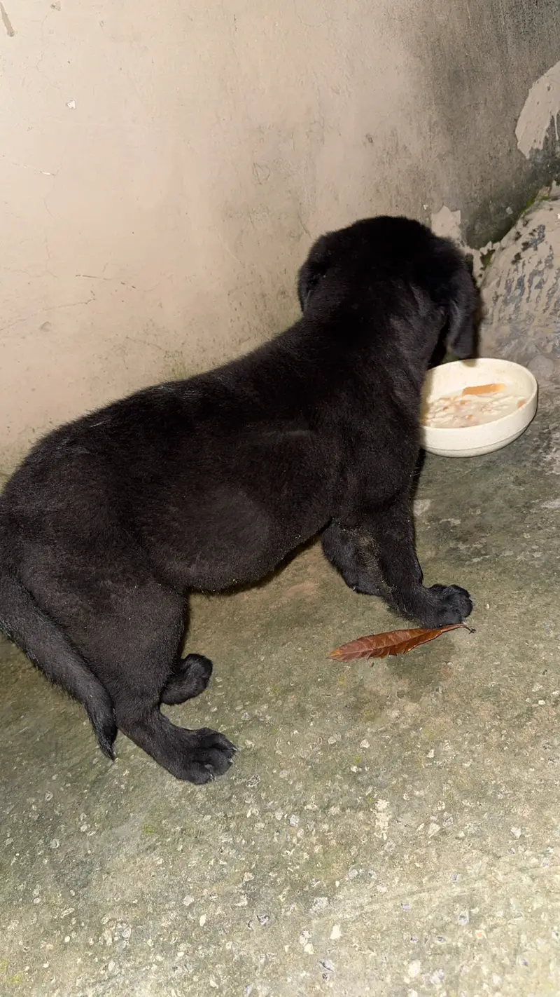 Labra dog — photo 3