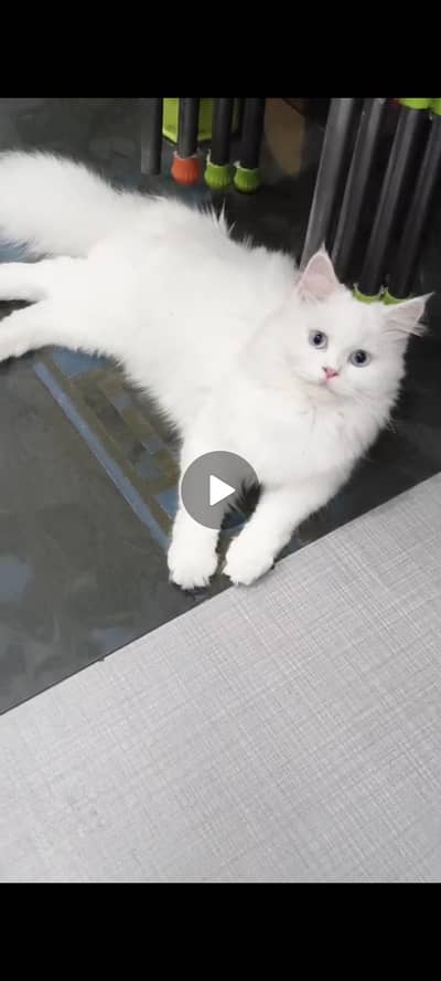 2 twin cats for sale