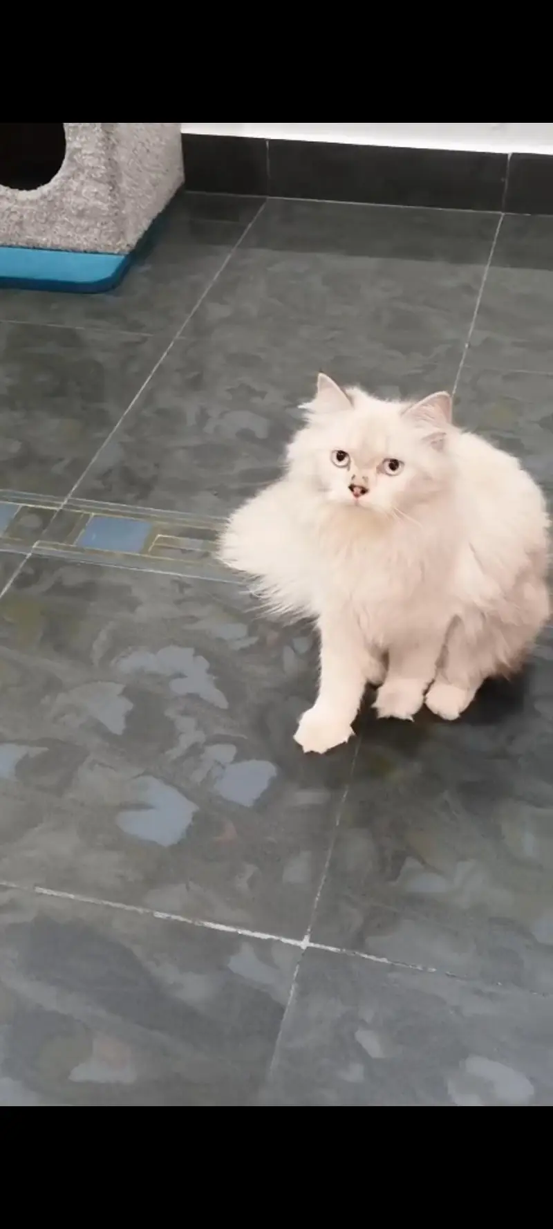 2 twin cats for sale — photo 2