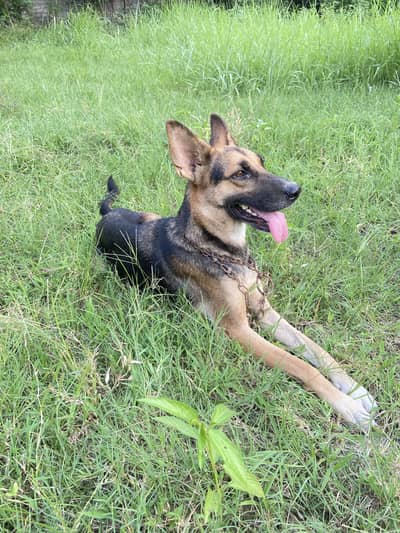 jermen shepehered dog trained dog armh dog home secaurity