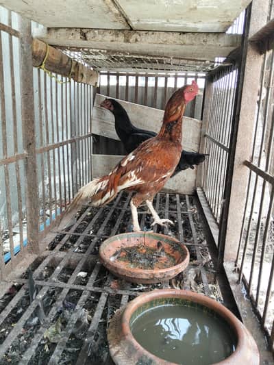 Aseel black Thai Murgi Mianwali cross murga or desi misri murg