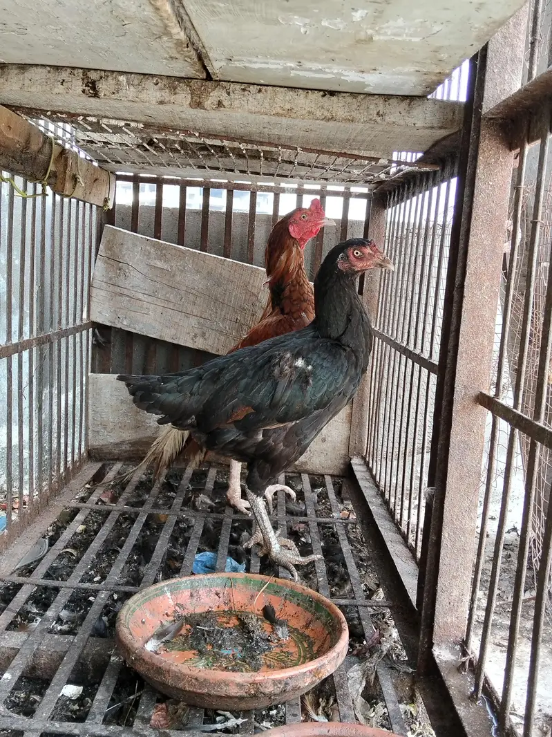 Aseel black Thai Murgi Mianwali cross murga or desi misri murg — photo 2