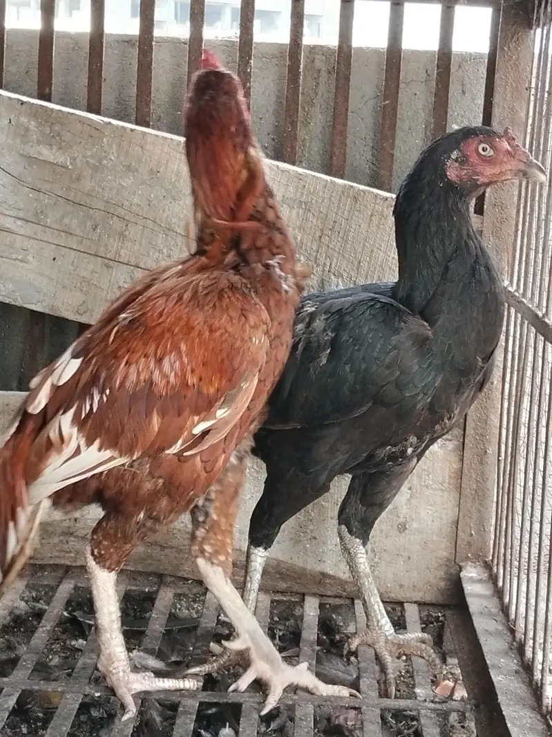 Aseel black Thai Murgi Mianwali cross murga or desi misri murg — photo 3