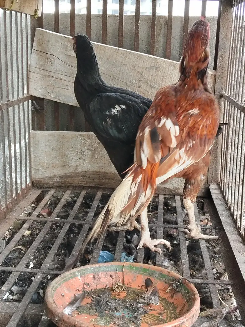 Aseel black Thai Murgi Mianwali cross murga or desi misri murg — photo 4