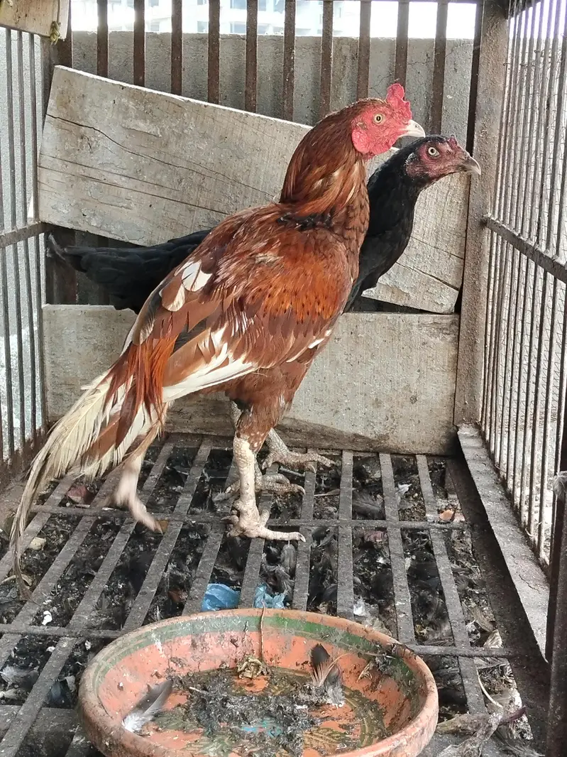 Aseel black Thai Murgi Mianwali cross murga or desi misri murg — photo 5