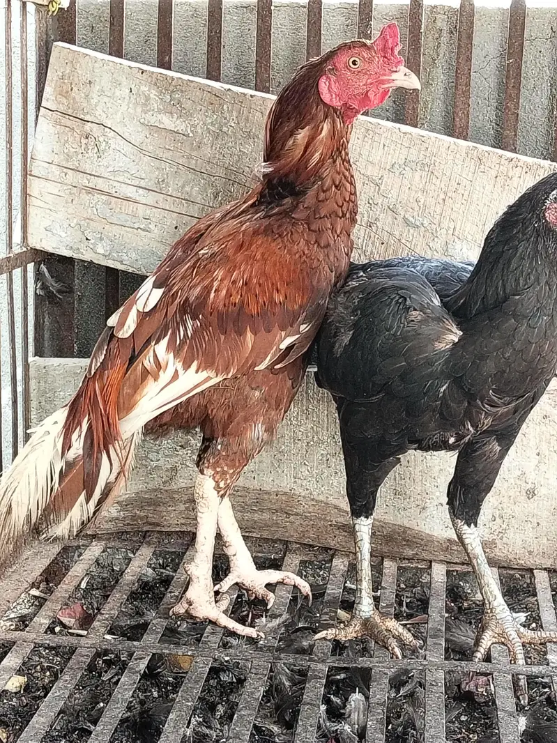 Aseel black Thai Murgi Mianwali cross murga or desi misri murg — photo 6