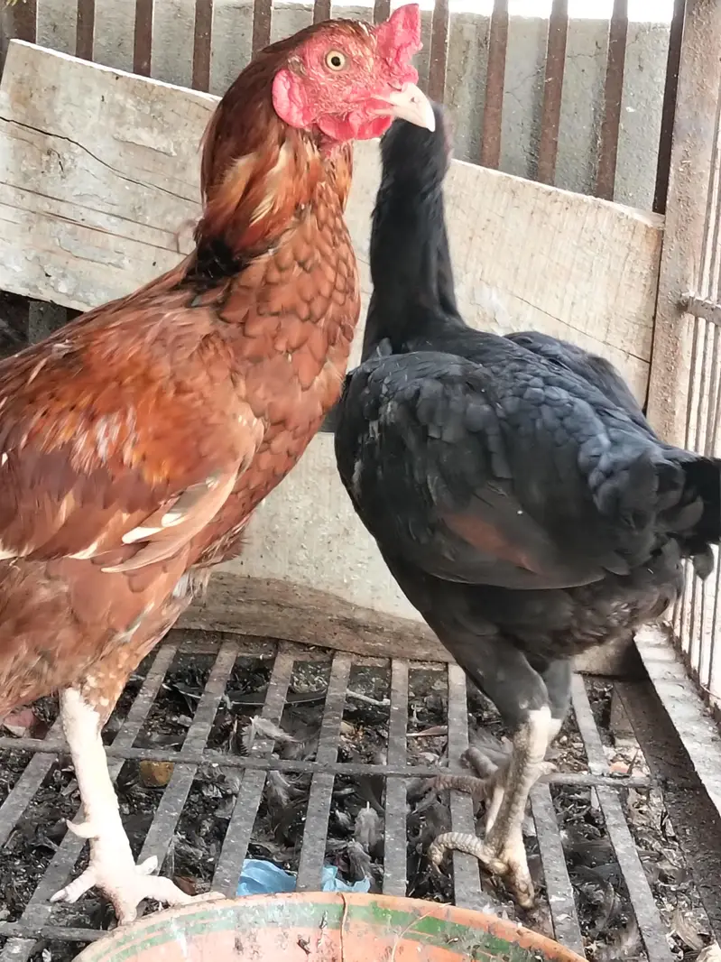 Aseel black Thai Murgi Mianwali cross murga or desi misri murg — photo 7