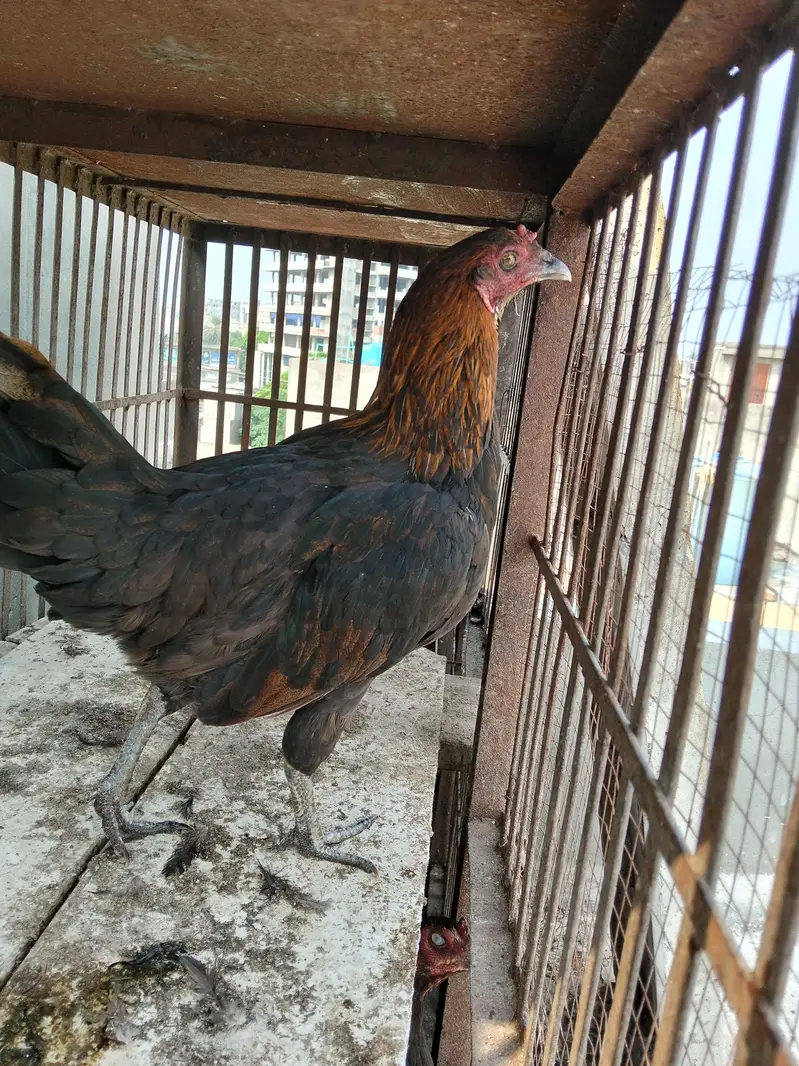 Aseel black Thai Murgi Mianwali cross murga or desi misri murg — photo 8
