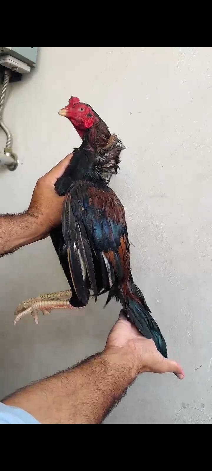 amroa crass patha 0