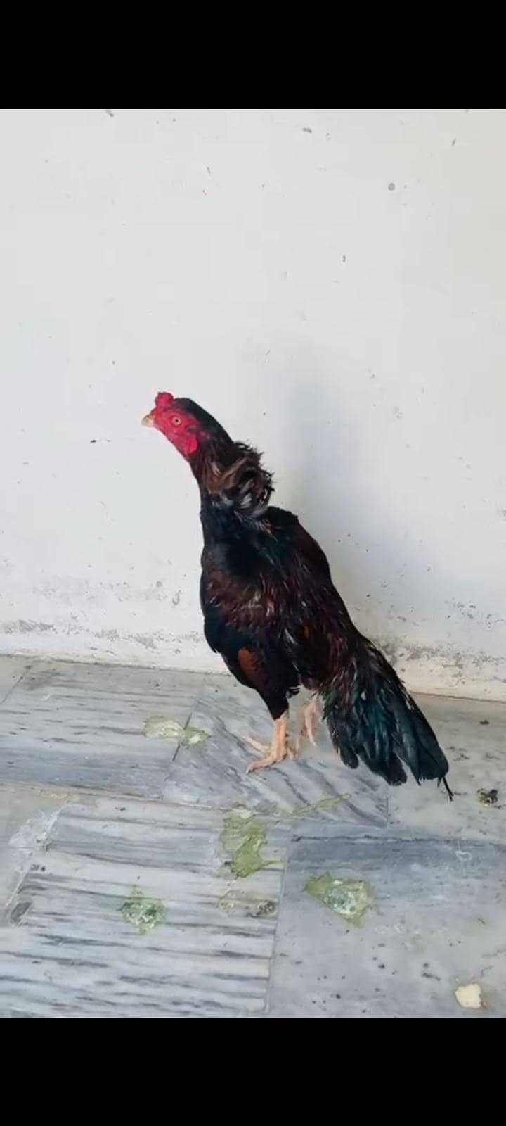 amroa crass patha 2