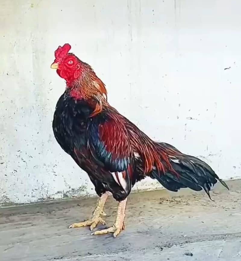 amroa crass patha 7