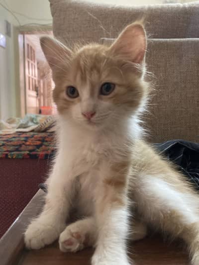 Doll face Persian kitten