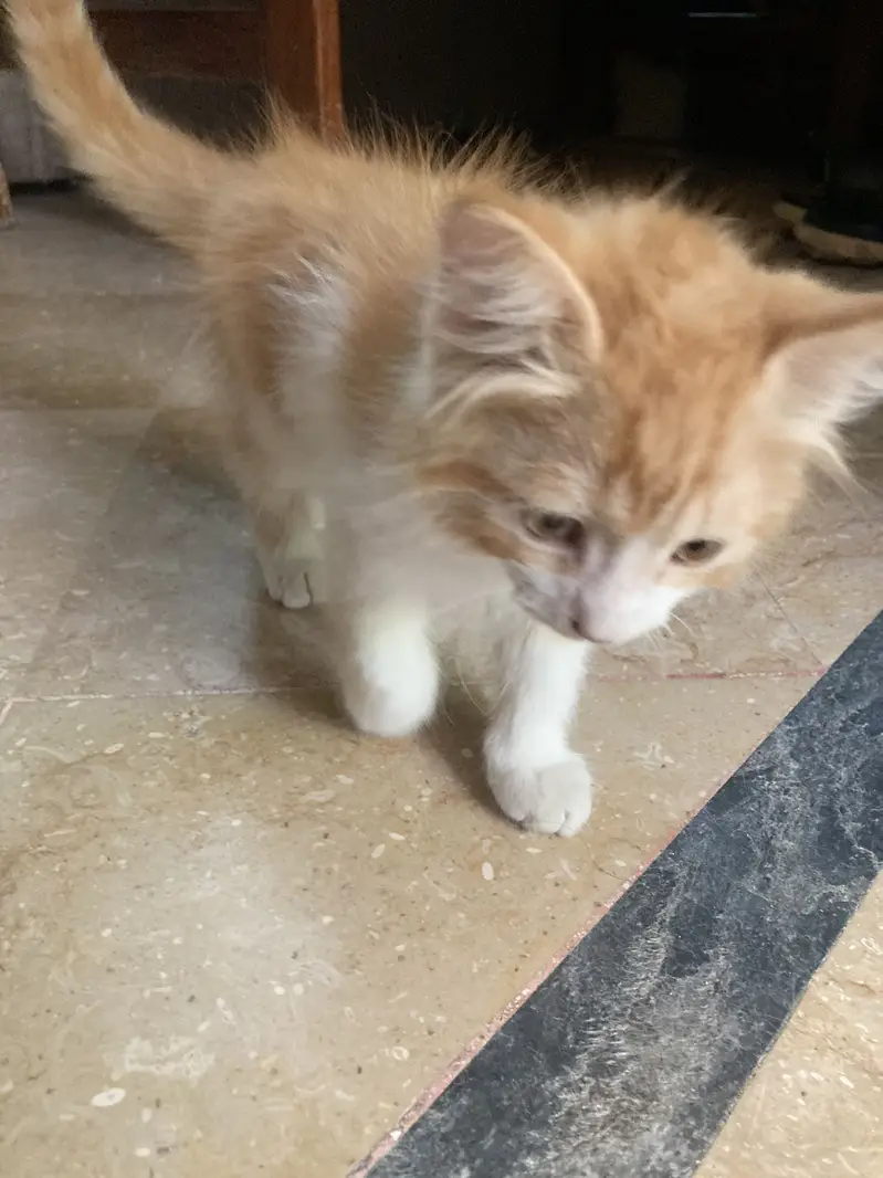 Doll face Persian kitten — photo 2