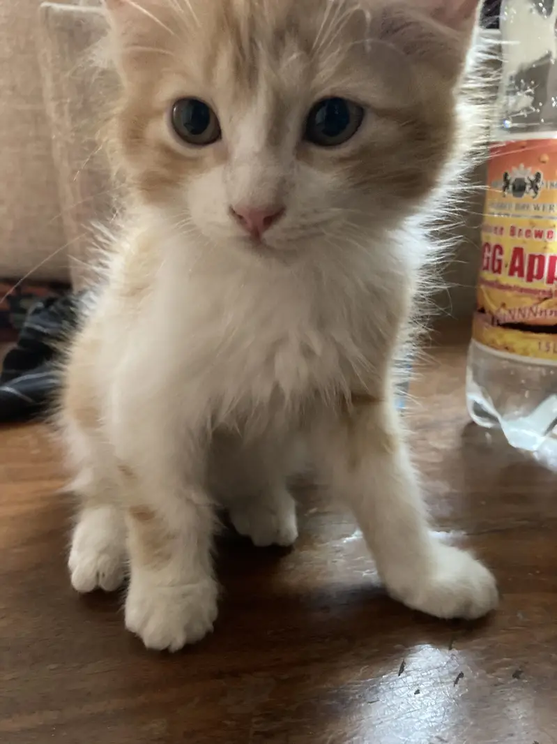 Doll face Persian kitten — photo 3