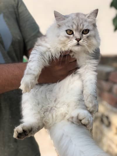 Fluffy, Silve gray Taddy kitten with long Fur and cute pink nose