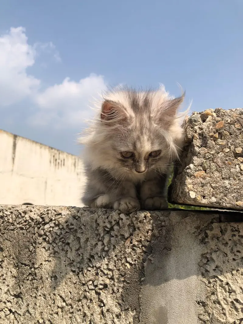 Fluffy, Silve gray Taddy kitten with long Fur and cute pink nose — photo 2