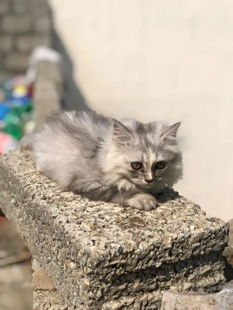 Fluffy, Silve gray Taddy kitten with long Fur and cute pink nose — photo 6