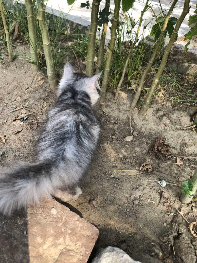 Fluffy, Silve gray Taddy kitten with long Fur and cute pink nose — photo 7