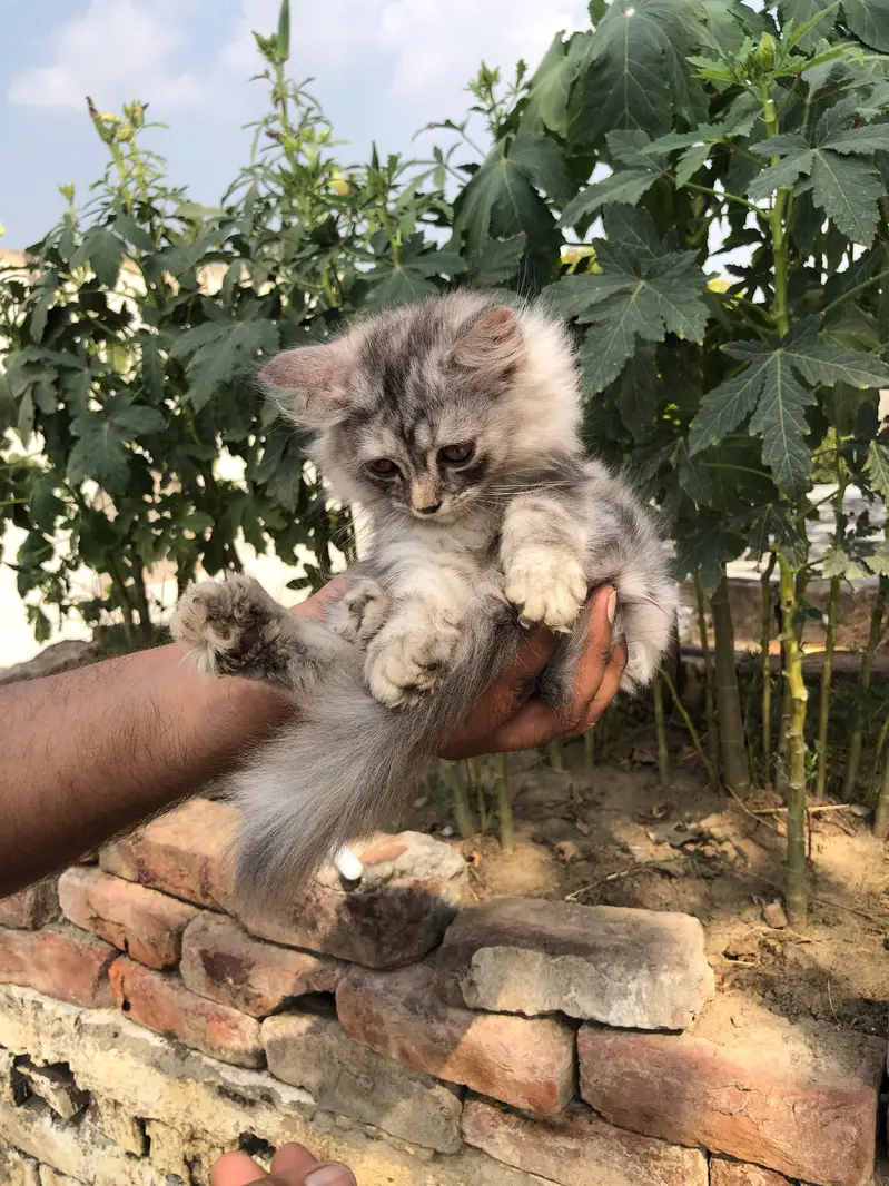 Fluffy, Silve gray Taddy kitten with long Fur and cute pink nose — photo 9