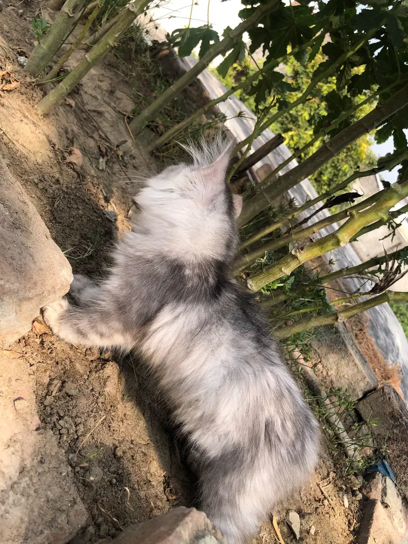Fluffy, Silve gray Taddy kitten with long Fur and cute pink nose — photo 11