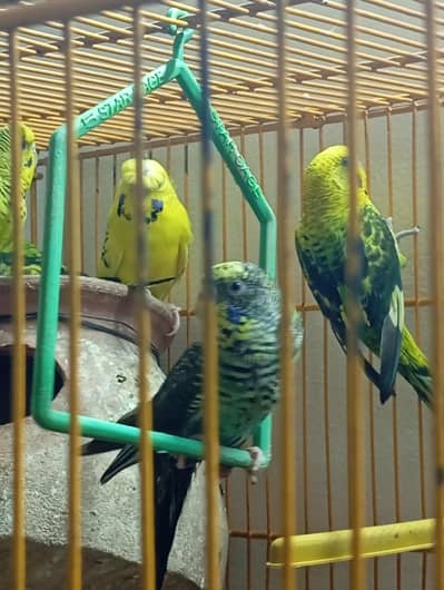 Black wing female & Exhibition