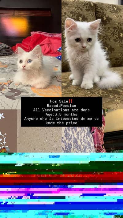 male persian cat for sale
