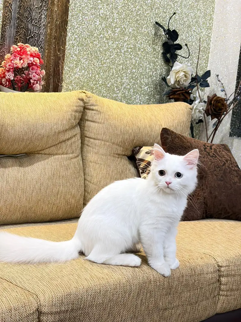 male persian cat for sale — photo 2