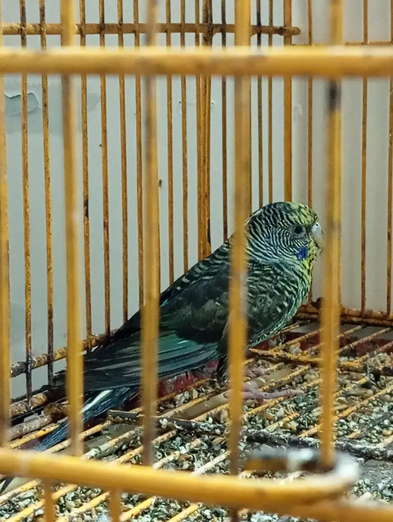 Black wing female & Exhibition — photo 2