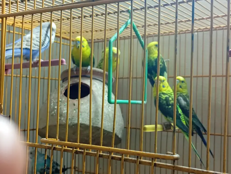 Black wing female & Exhibition — photo 3