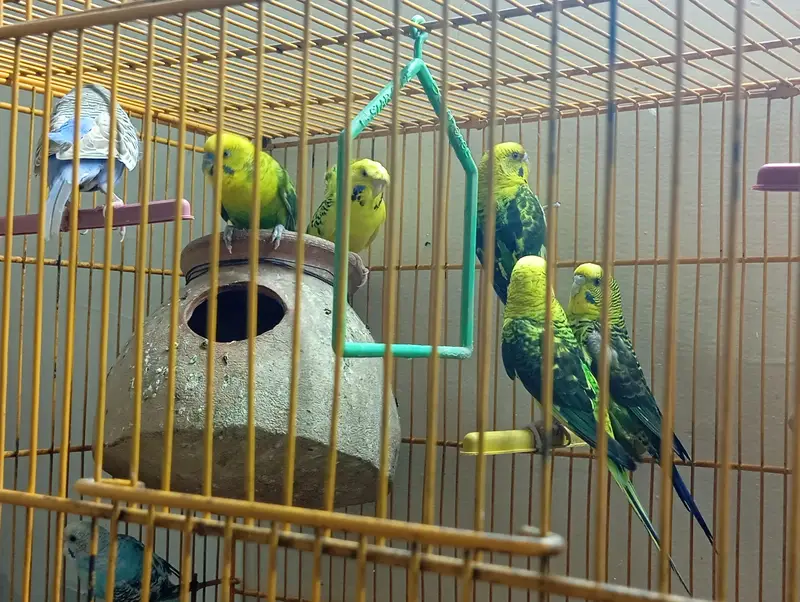 Black wing female & Exhibition — photo 4