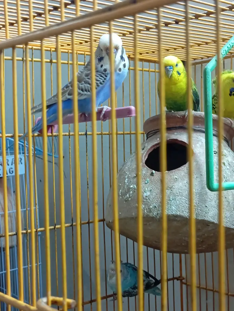 Black wing female & Exhibition — photo 5