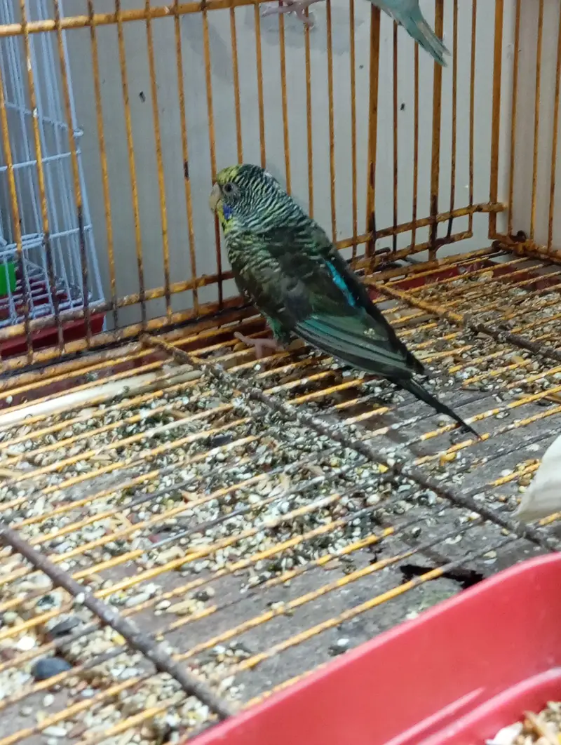 Black wing female & Exhibition — photo 6