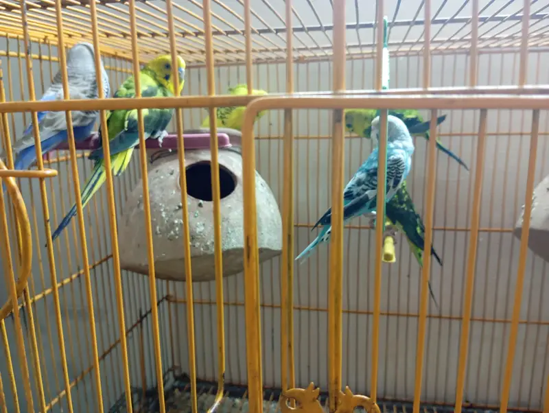 Black wing female & Exhibition — photo 7