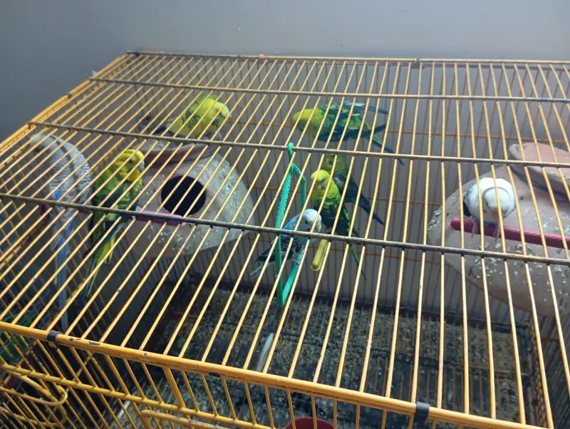 Black wing female & Exhibition — photo 8