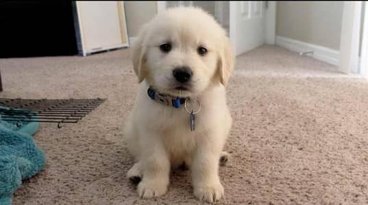 Golden Retriever Puppy 45 Days Old