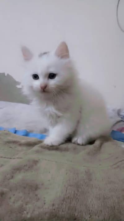 Persian kittens for sale