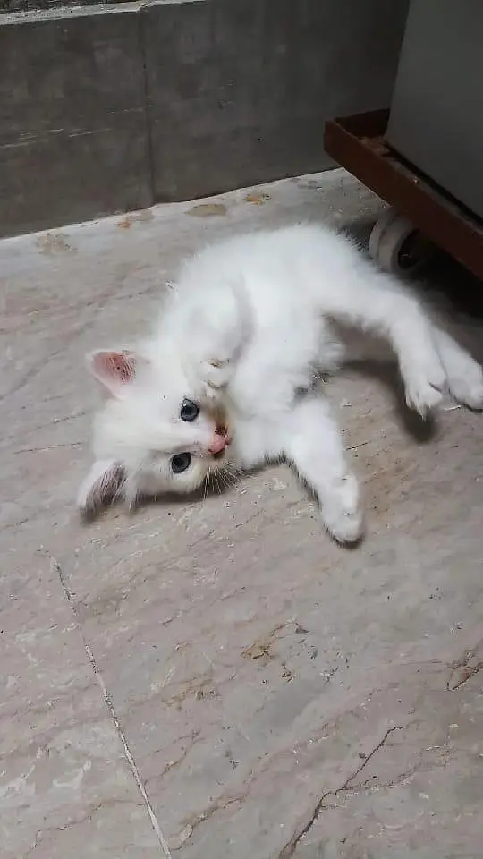 Persian kittens for sale — photo 2