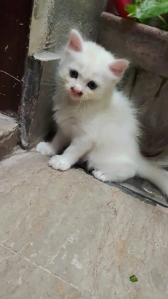 Persian kittens for sale — photo 3