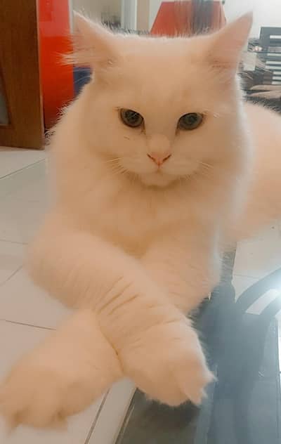 Persian Male 9months