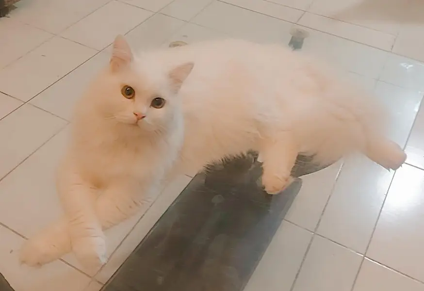 Persian Male 9months — photo 2